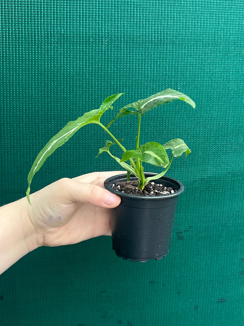 Syngonium ‘Wendlandii’