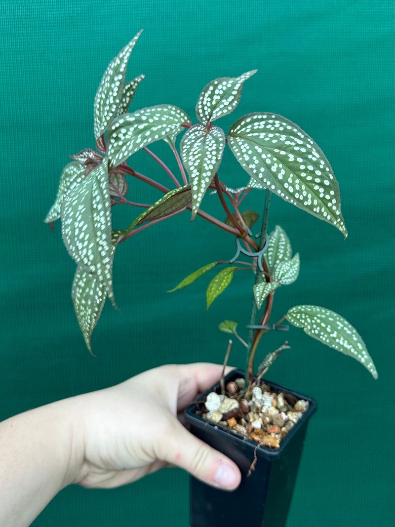 Sonerila maculata NEW