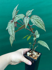 Sonerila maculata NEW