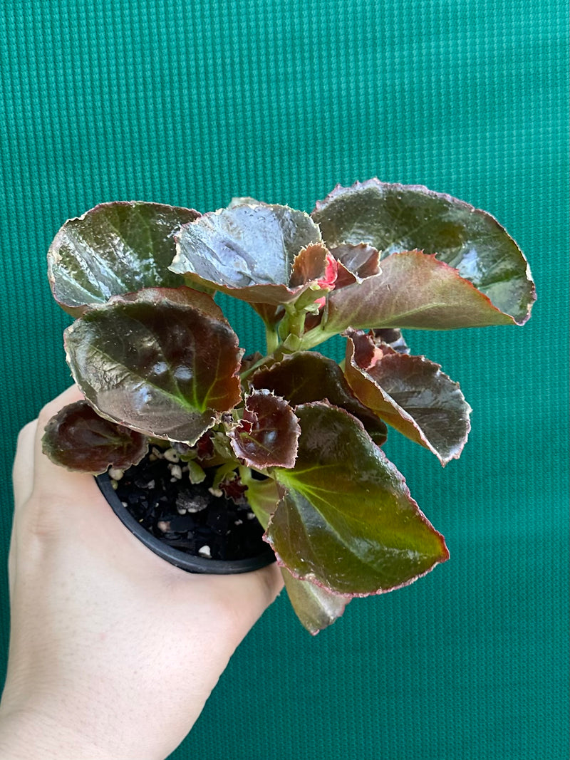 Begonia NOID 37
