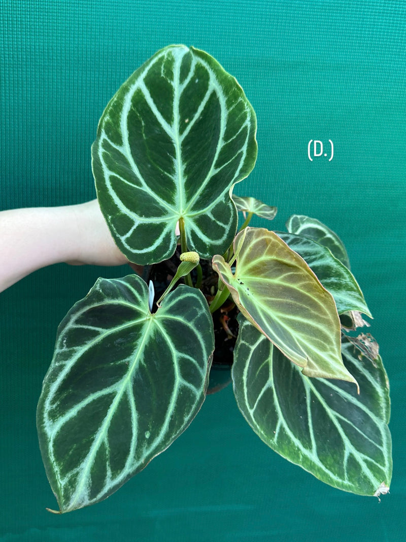 Anthurium crystallinum hybrid NEW