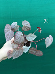 Begonia ‘Harmony’s Stormy Sunset’ NEW