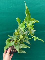 Anthurium ferrierense crisped NEW