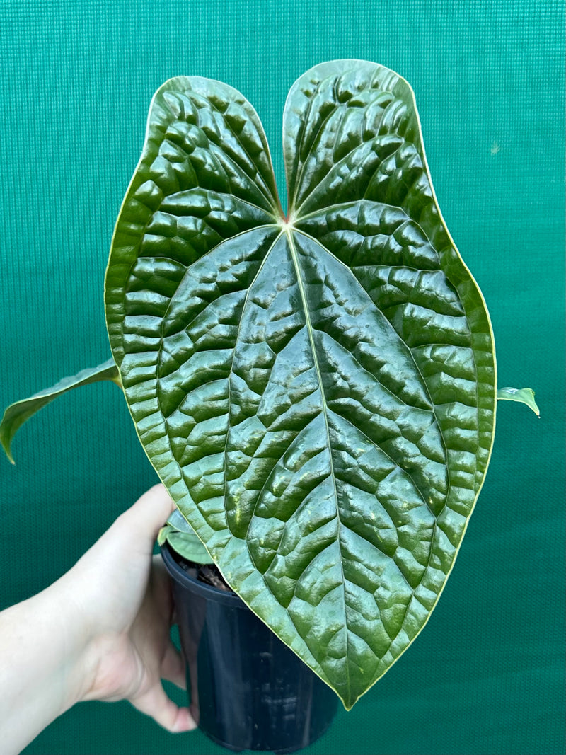Anthurium Luxurians実生 Anthurium luxurians | Aroids Australia