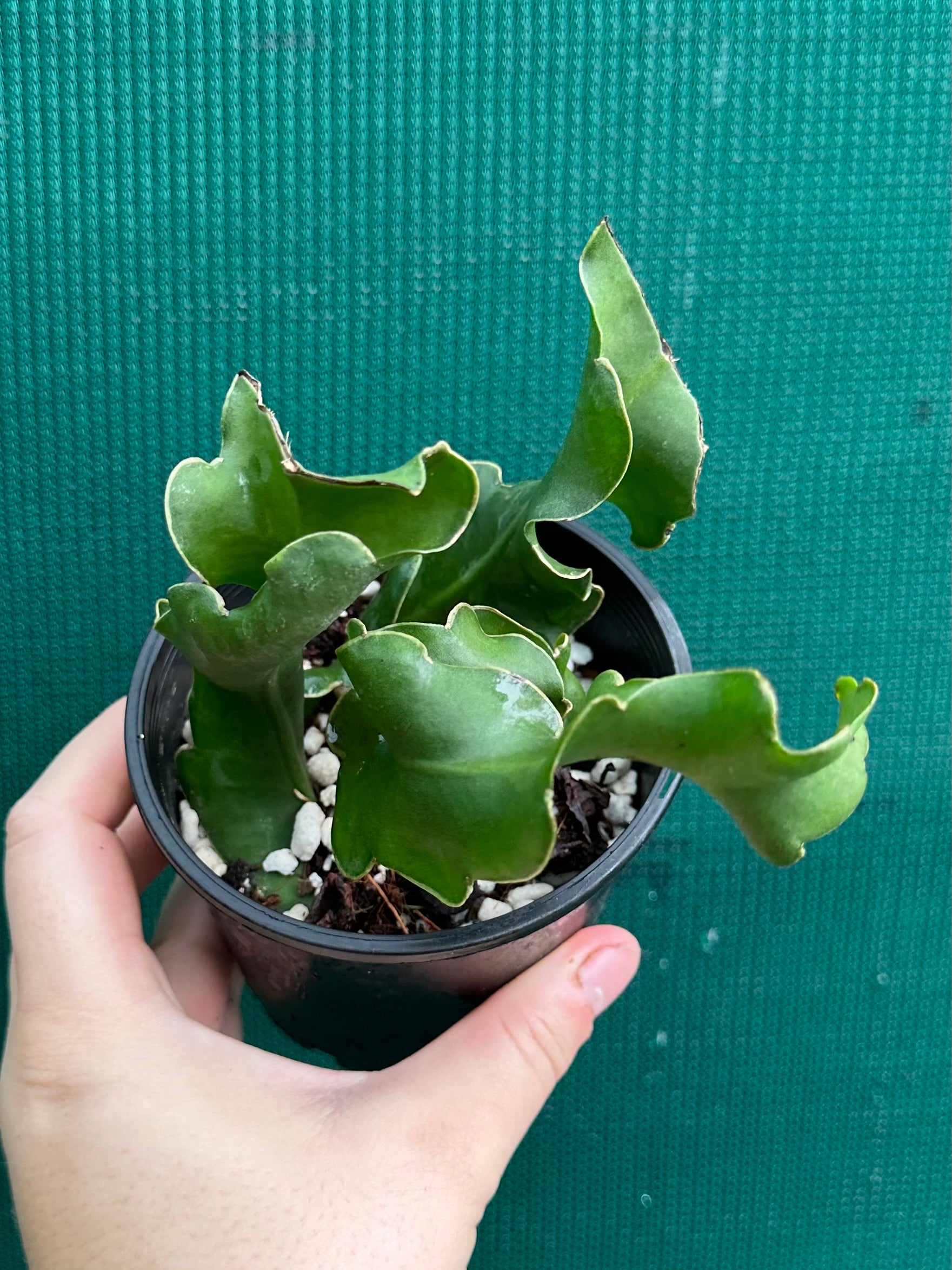 curly sue succulent Epiphyllum 'Curly Sue'