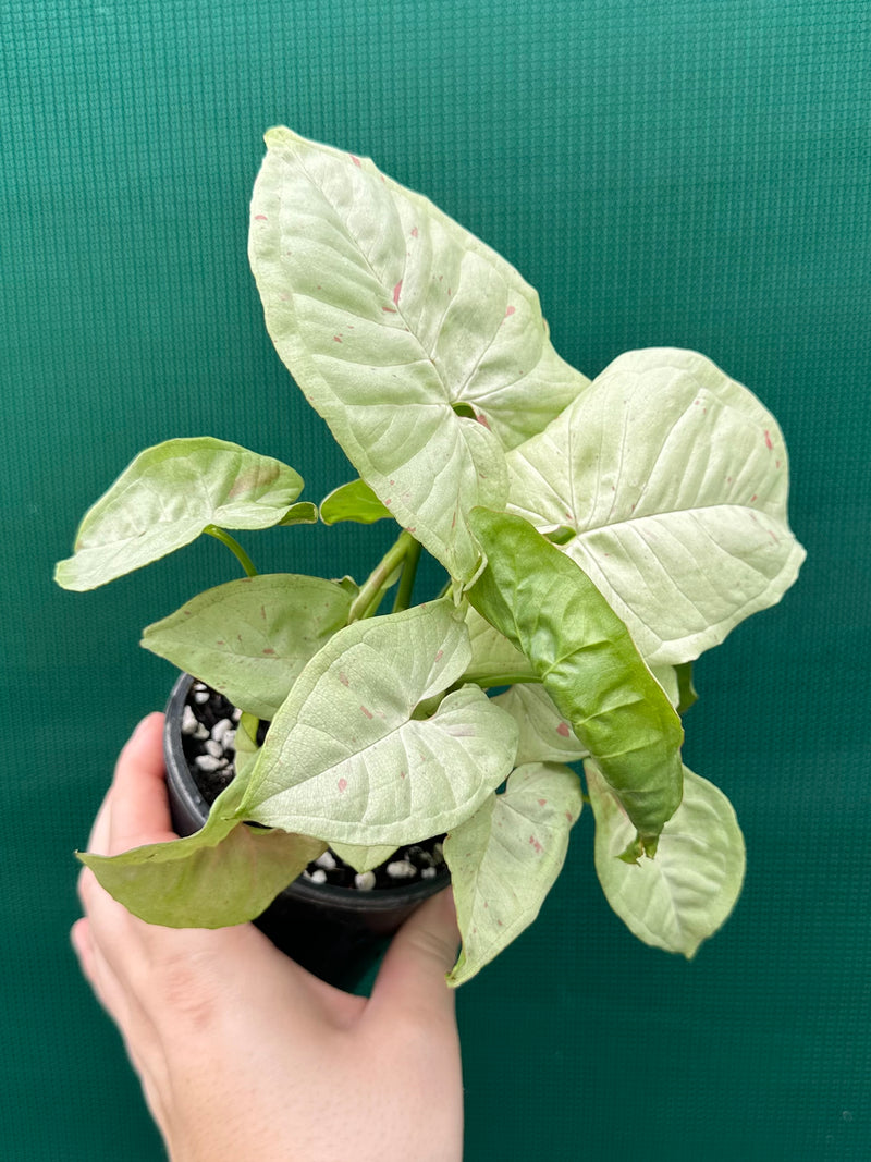 Syngonium ‘Confetti’