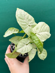 Syngonium ‘Confetti’