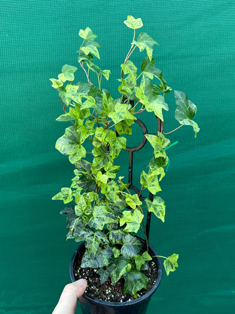 Hedera Ivy ‘Stardust’
