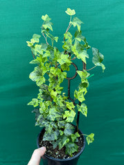 Hedera Ivy ‘Stardust’