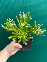 Crassula ovata ‘Skinny Fingers’ NEW