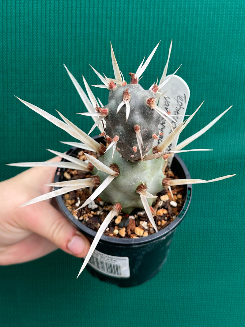 Tephrocactus Articulatus