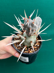 Tephrocactus Articulatus