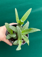 Ledebouria Paricifolia ‘Scilly’ (Cape Lilly)