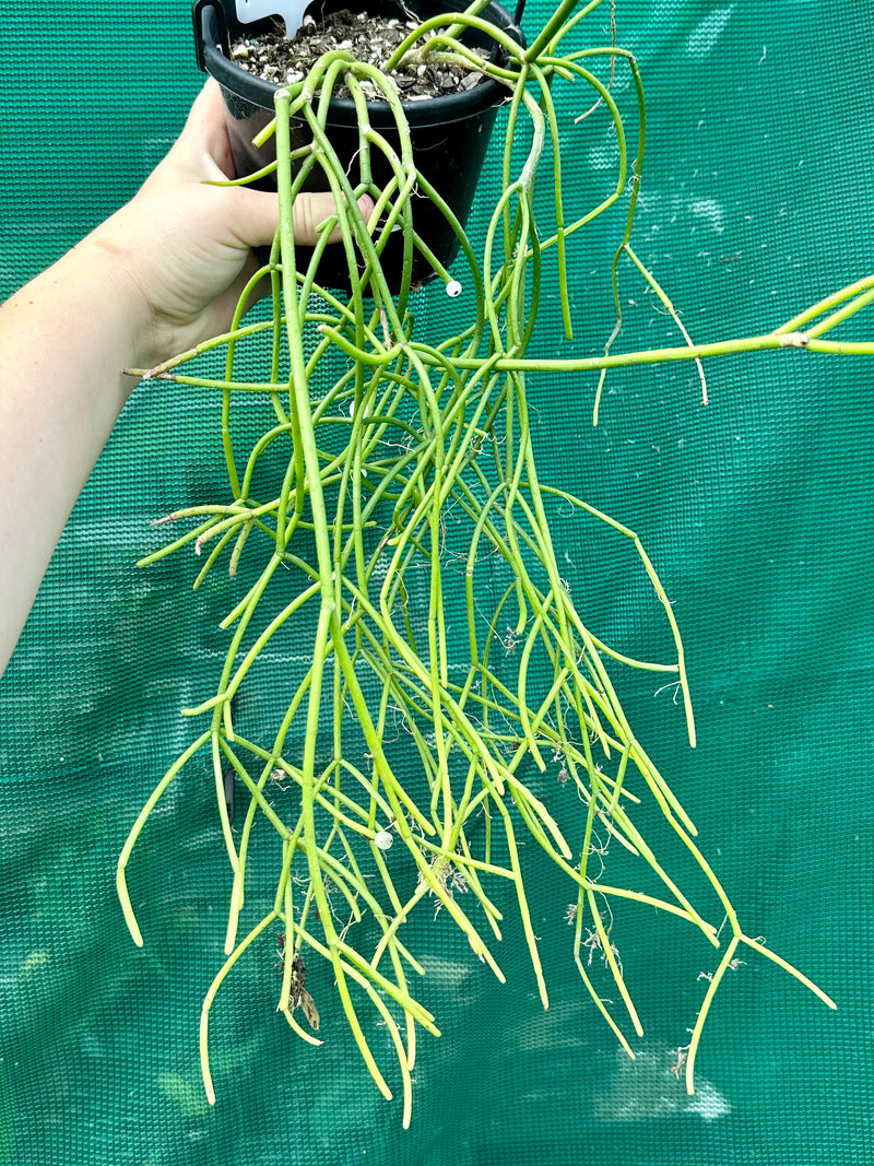 Rhipsalis Micrantha f. Villarica