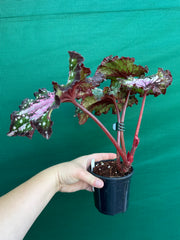 Begonia ‘Wild Fire’