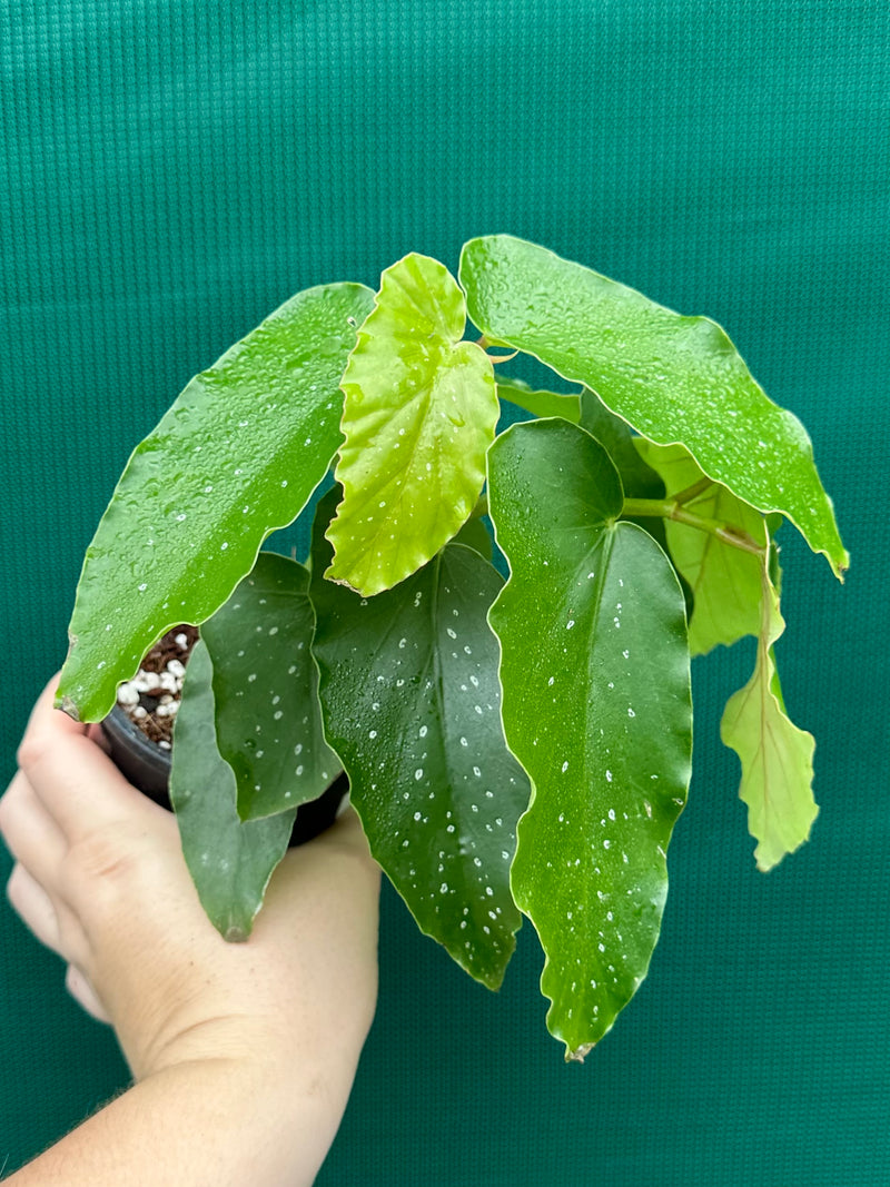 Begonia Angel Wing NOID