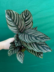 Calathea ‘Sanderiana Beauty’