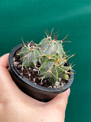Astrophytum