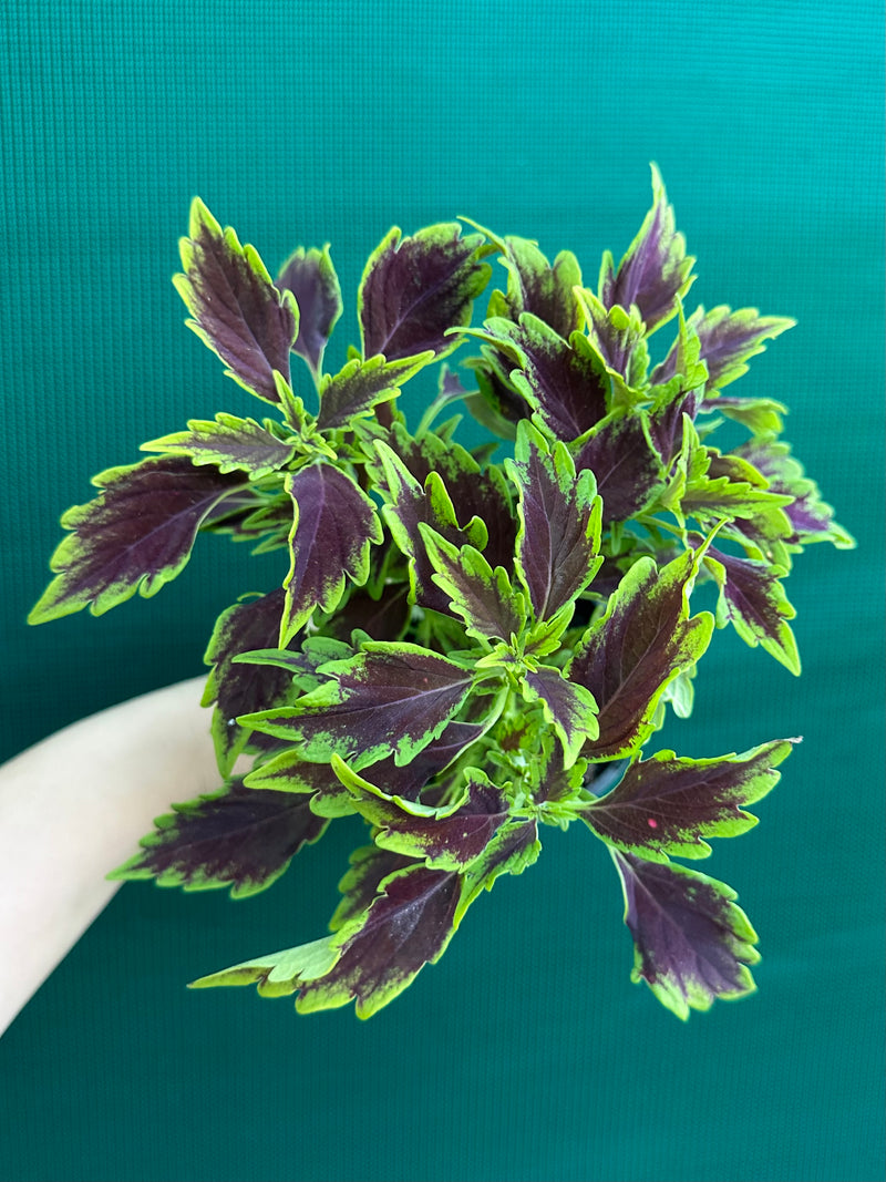 Coleus NOID 8