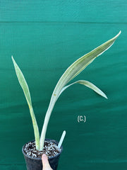 Sansevieria ‘Siam Silver’ NEW