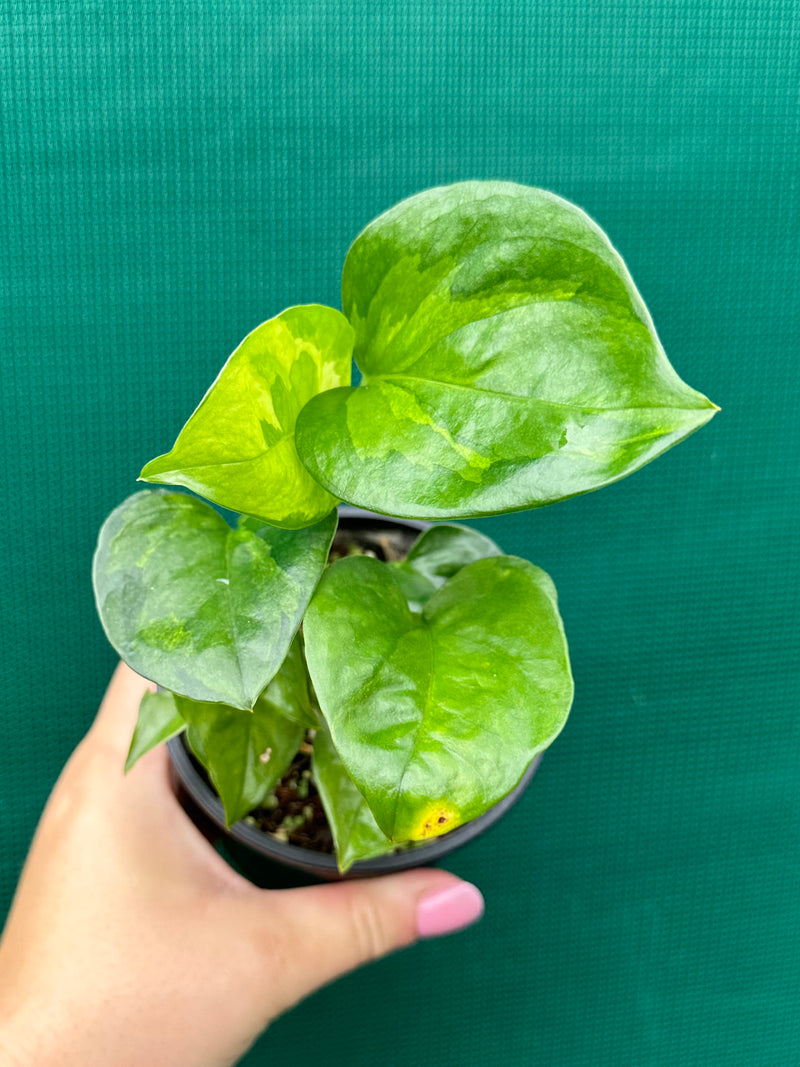 Pothos 'Green Queen’