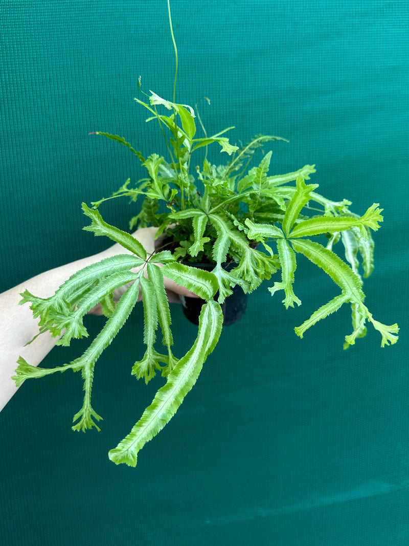 Pteris Fern Unknown 1