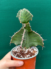 Euphorbia grandialata