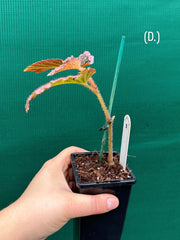 Begonia fulvovillosa (U012) NEW