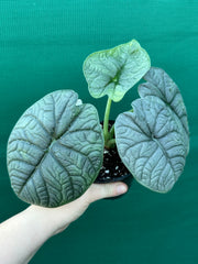Alocasia ‘Melo’