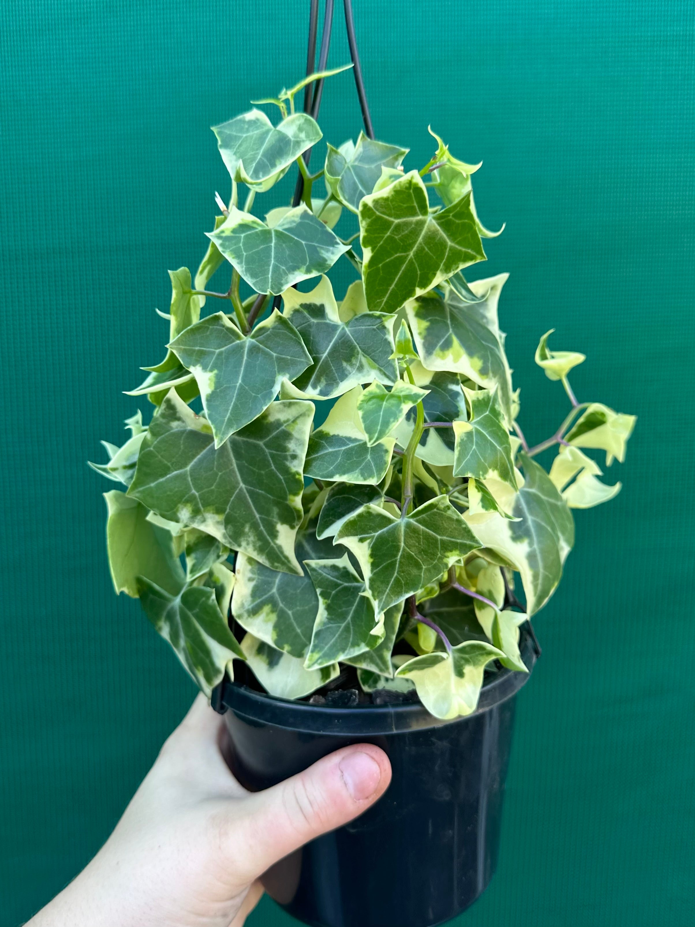 wax ivy succulent Senecio 'Variegated Wax Ivy'