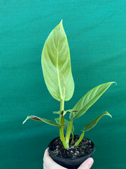 Philodendron ‘Subhast’