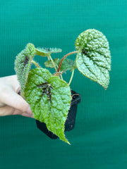 Begonia masoniana NEW