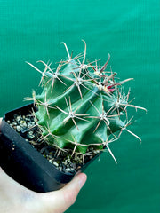Ferocactus