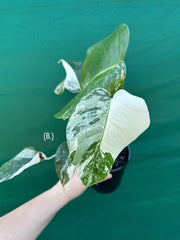 Monstera deliciosa borsigiana variegated albo NEW