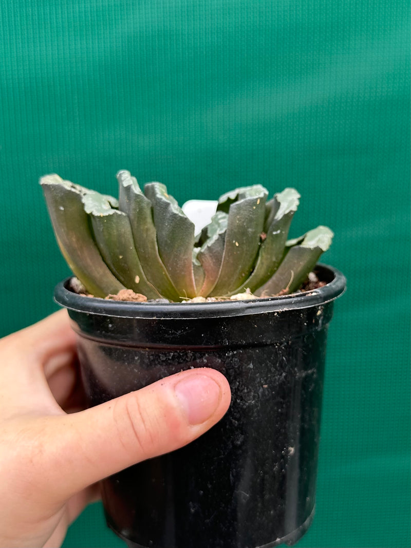 Haworthia truncata dark green NEW