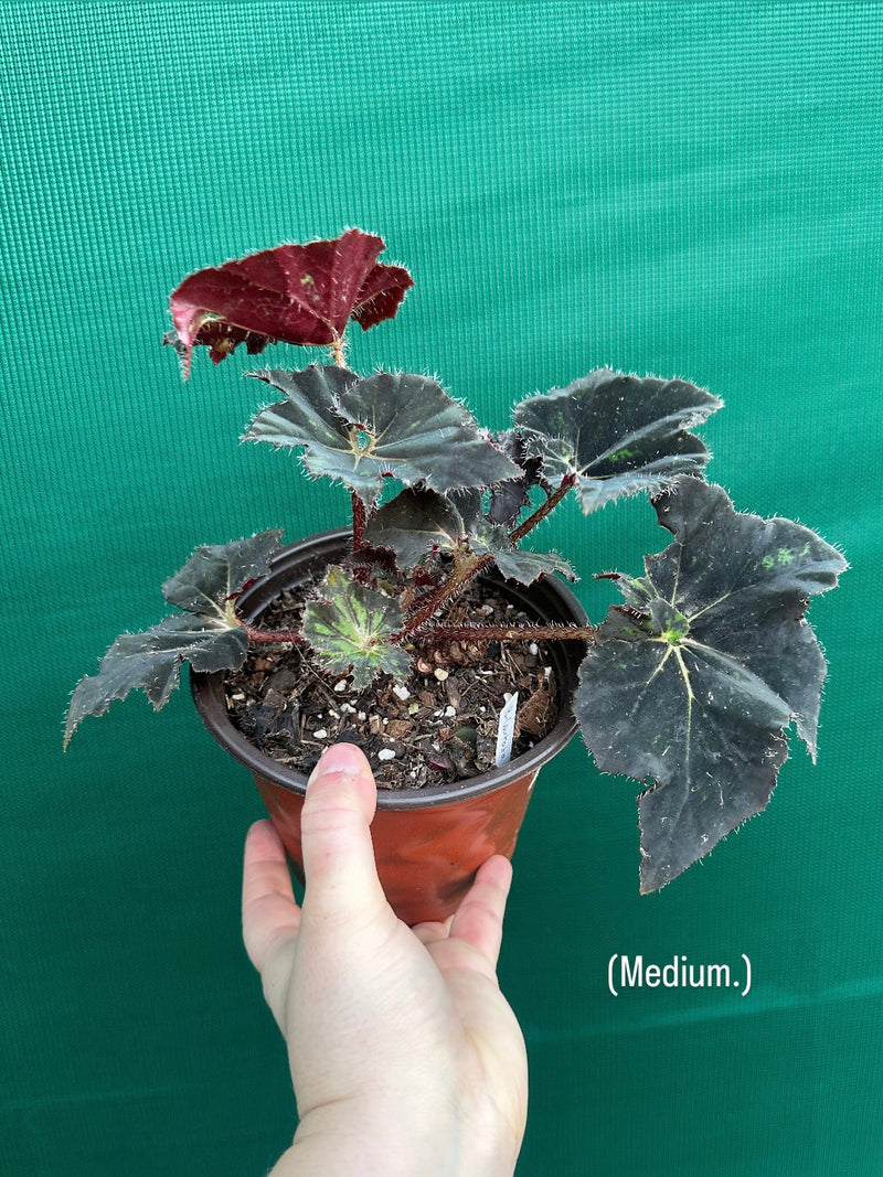 Begonia ‘Cantata’ NEW