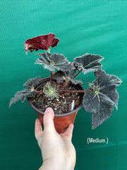 Begonia ‘Cantata’ NEW