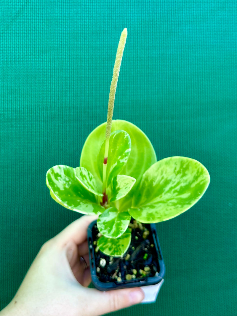 Peperomia Obtusifolia ‘Variegated’