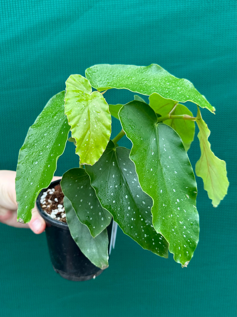 Begonia Angel Wing NOID