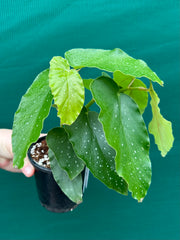 Begonia Angel Wing NOID