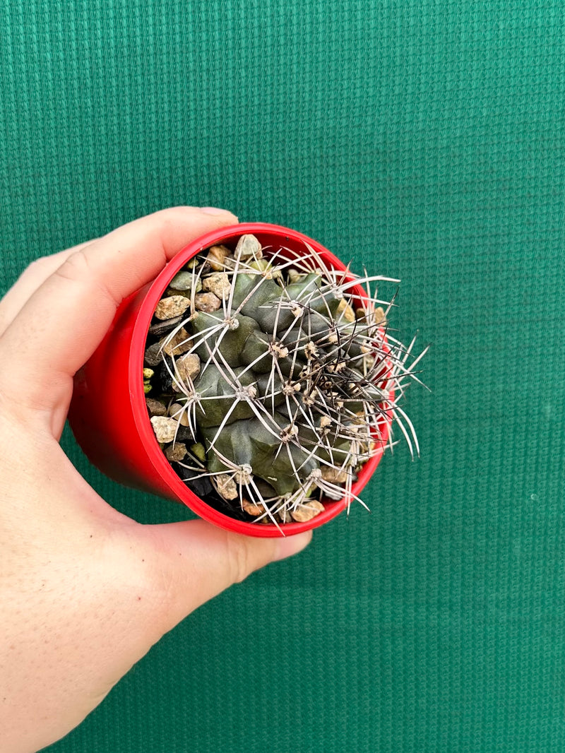 gymnocalycium (assorted)