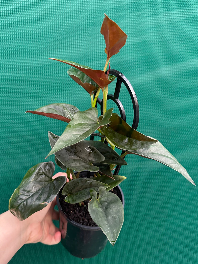 Syngonium ‘Red Arrow’