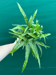Pteris Fern Unknown