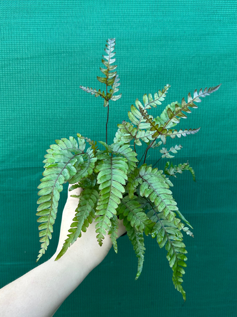 Adiantum ‘Rough Maidenhair Fern’