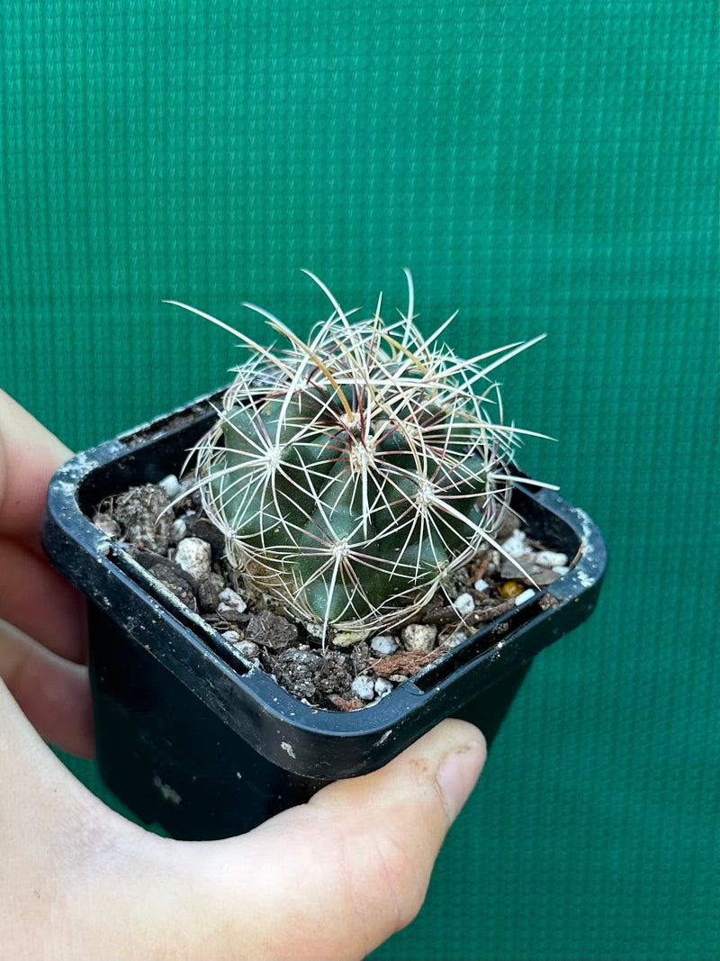 Thelocactus bicolour