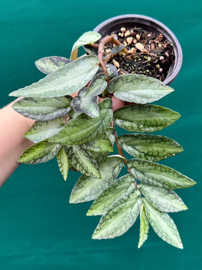 Pellionia