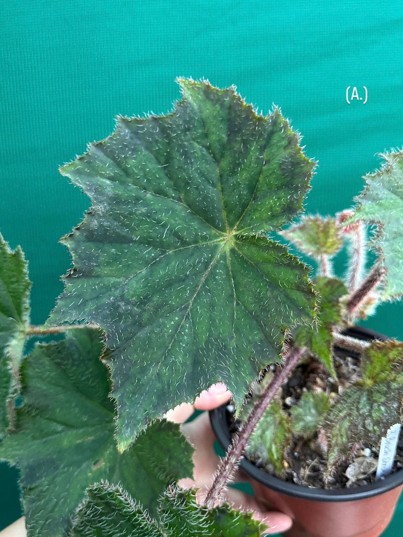 Begonia ‘Brush Strokes’
