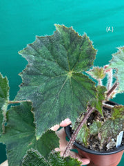 Begonia ‘Brush Strokes’