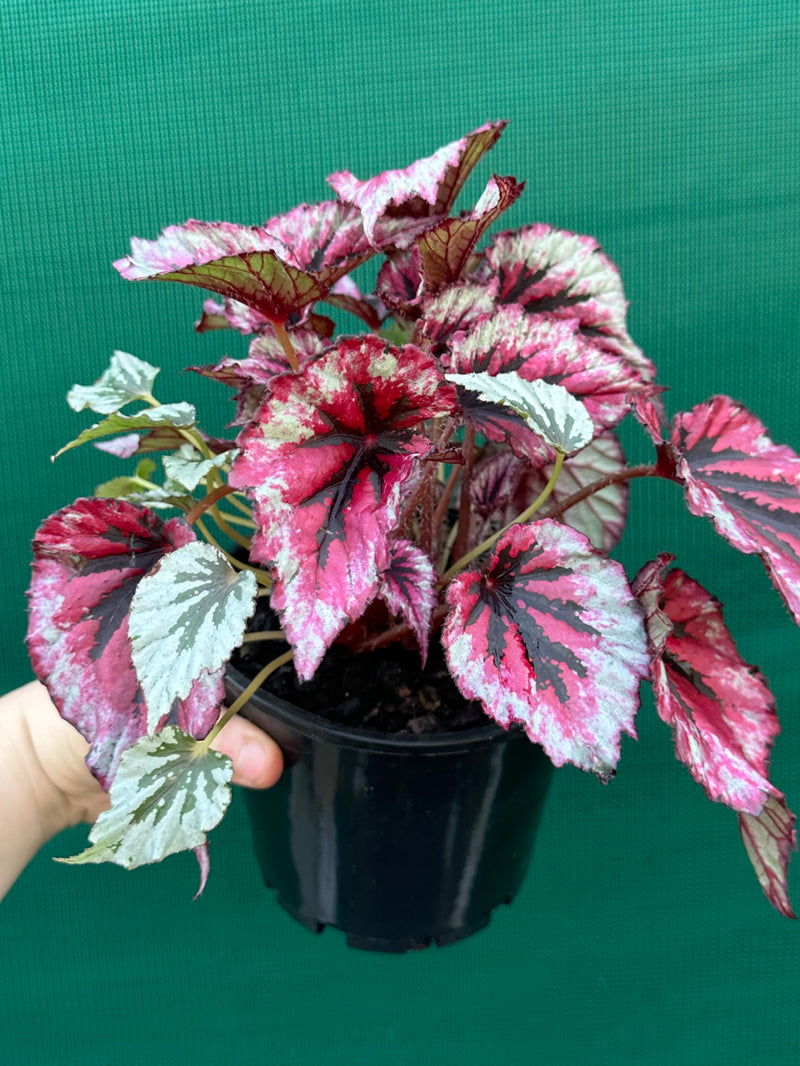 Begonia ‘Evening Glow’ NEW