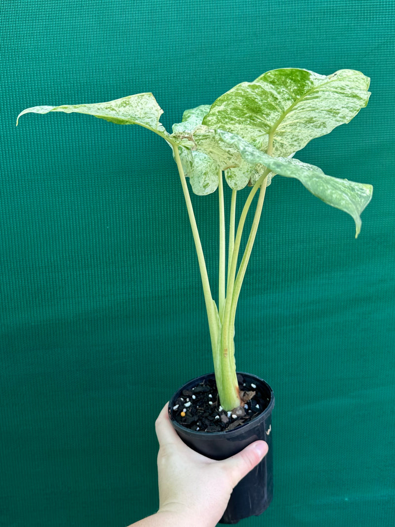 Alocasia odora batik ‘Splash’